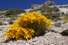 Eriophyllum lanatum