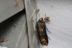 Agrotis