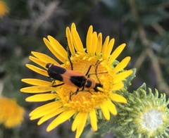 Chauliognathus basalis