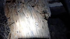 Crematogaster scutellaris