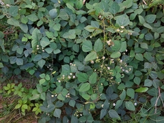 Impatiens pallida