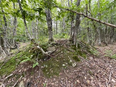 Laccaria ochropurpurea