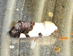 Tarache tetragona