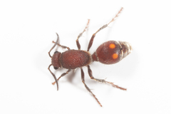 Dasymutilla rubicunda