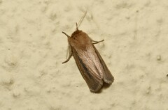 Sesamia nonagrioides