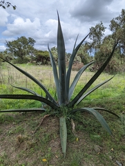 Agave americana