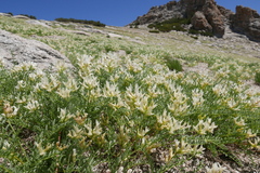 Astragalus bolanderi