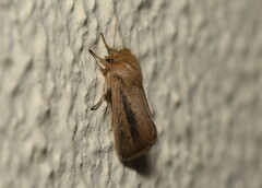 Sesamia nonagrioides