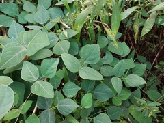 Impatiens pallida
