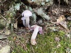 Laccaria ochropurpurea