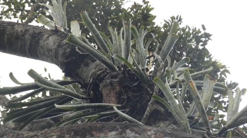Image of Quesnelia marmorata by (c) Ben Costamagna, some rights reserved (CC BY)