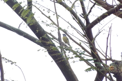 Coereba flaveola