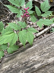 Actaea