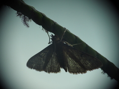 Herpetogramma phaeopteralis