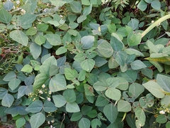 Impatiens pallida