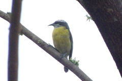 Coereba flaveola
