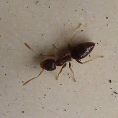 Technomyrmex gibbosus