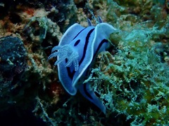 Chromodoris willani