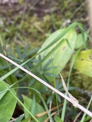 Platanthera pollostantha