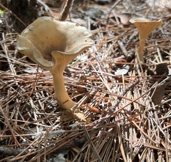 Ampulloclitocybe