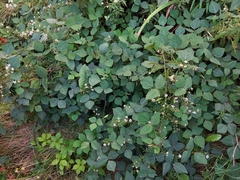 Impatiens pallida