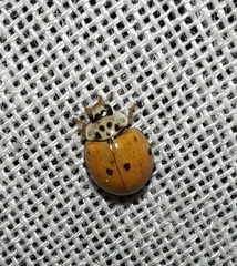 Adalia decempunctata