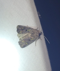 Lacinipolia renigera