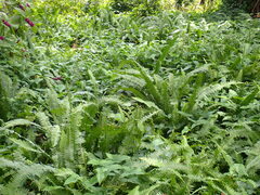 Nephrolepis cordifolia