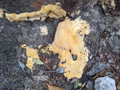 Vanderbylia fraxinea