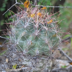 Thelocactus bicolor