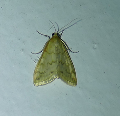 Hahncappsia pergilvalis