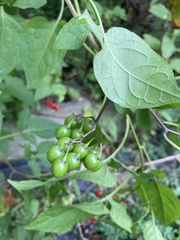 Solanum dulcamara