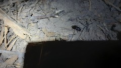 Harpalus rufipes