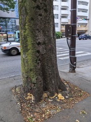 Vanderbylia fraxinea