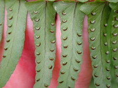 Nephrolepis cordifolia