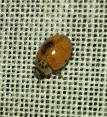 Adalia decempunctata