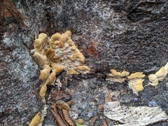 Vanderbylia fraxinea