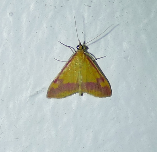 Shasta Pyrausta photo 2