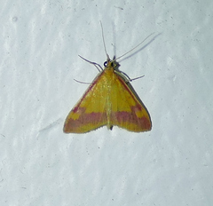 Pyrausta scurralis