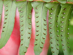 Nephrolepis cordifolia