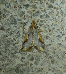 Loxostege albiceralis