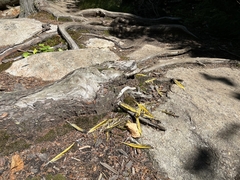 Colaptes auratus luteus