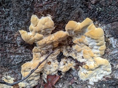 Vanderbylia fraxinea