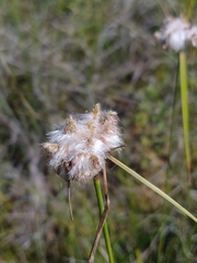 Eriophorum virginicum