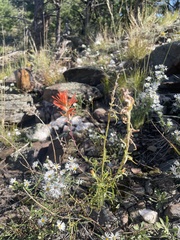 Castilleja linariifolia