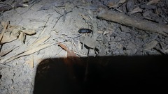 Harpalus rufipes