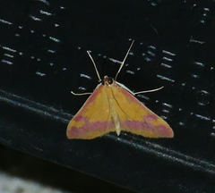 Pyrausta scurralis