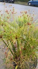 Cyperus papyrus
