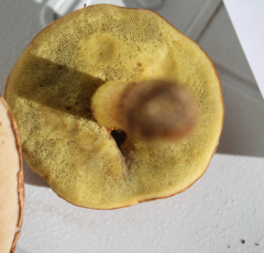Suillus grevillei