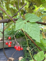 Solanum dulcamara